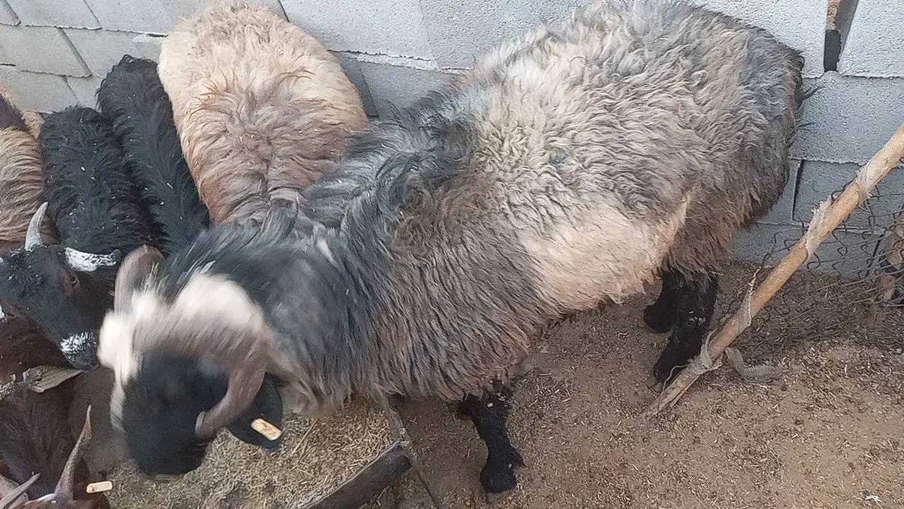 گوسفند|حیوانات مزرعه|جنت, |دیوار