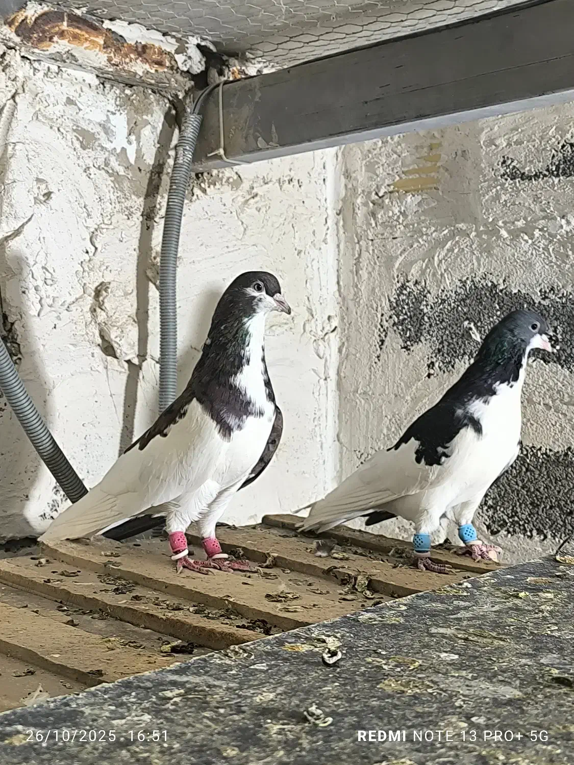 کفتر شهری|پرنده|شیراز, شهرک والفجر|دیوار