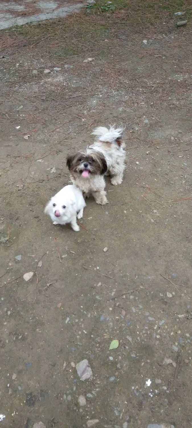 شیتزو دختر و پامر پسر|سگ|شفت, |دیوار