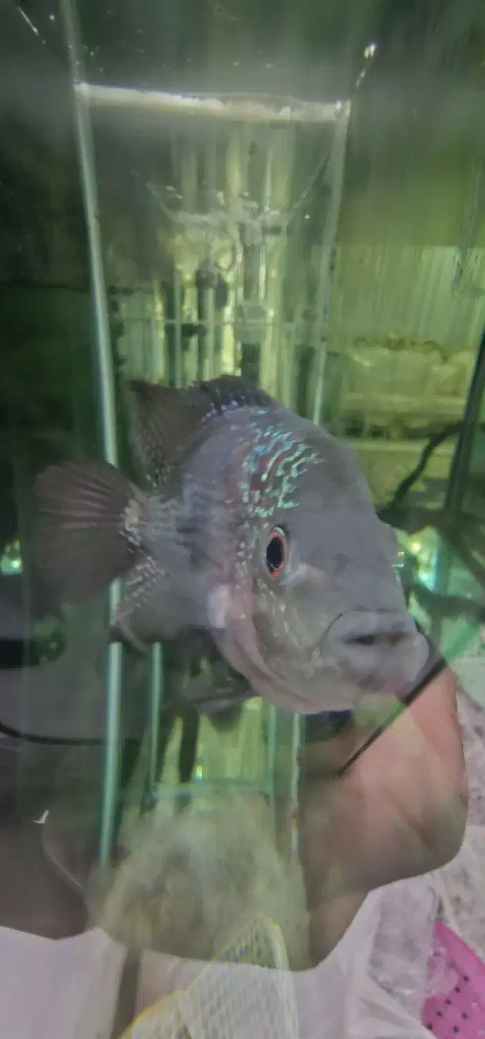 ماهی فلاور ماده|ماهی|هشتگرد, فاز ۲ مهستان|دیوار