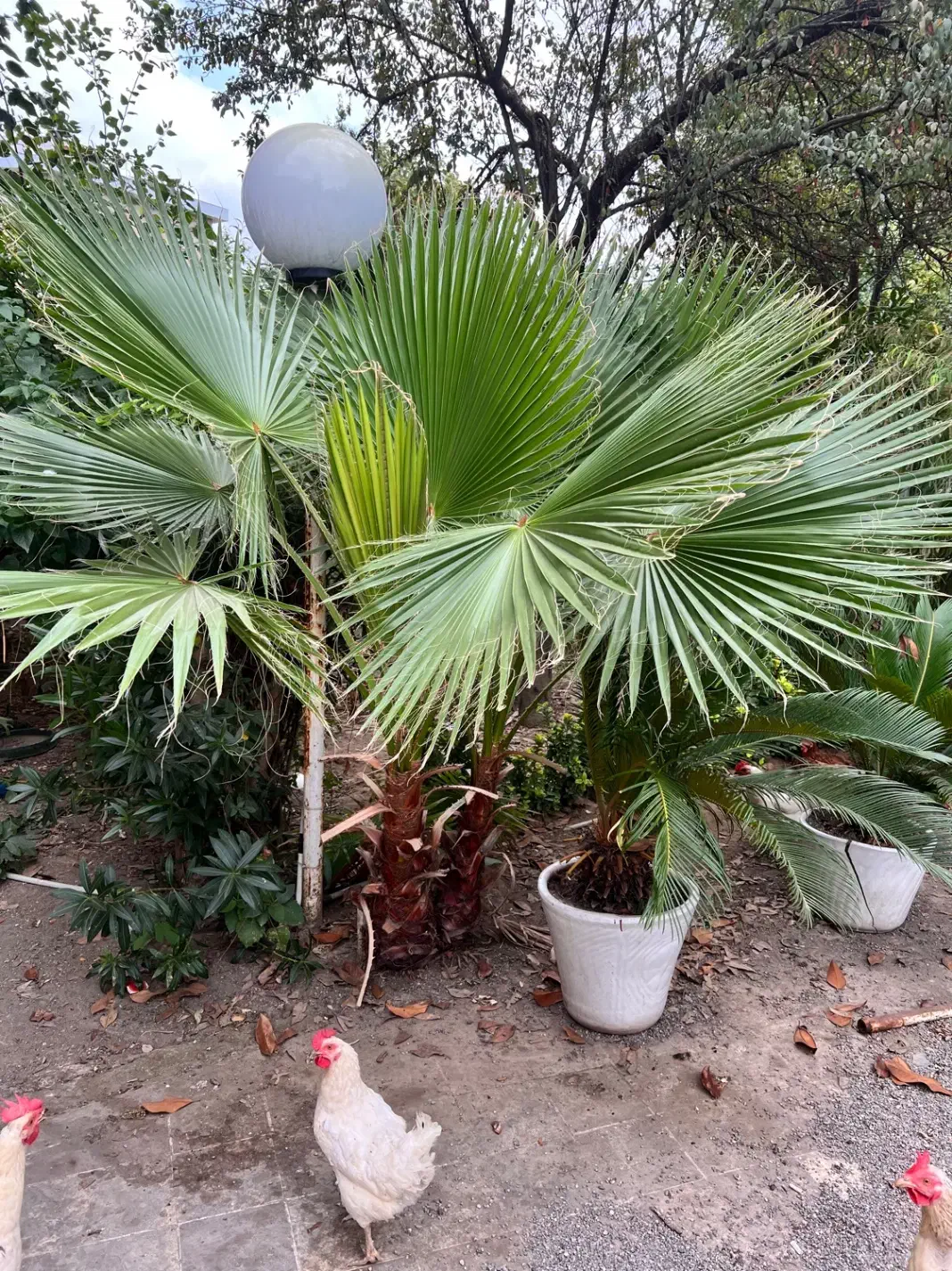 فروش درخت پالم|گل و گیاه طبیعی|رشت, دیانتی|دیوار