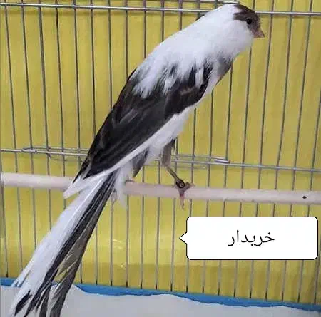 قناری|پرنده|بروجن, |دیوار