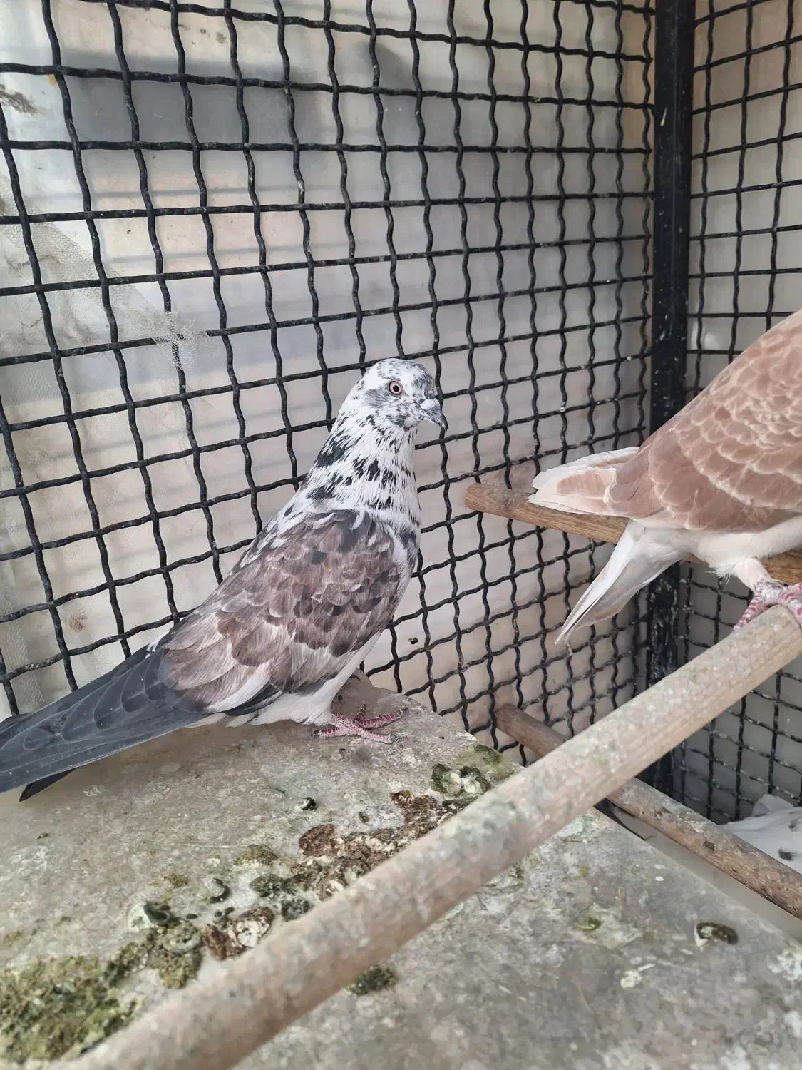 کبوتر زردی|پرنده|تهران, صادقیه|دیوار