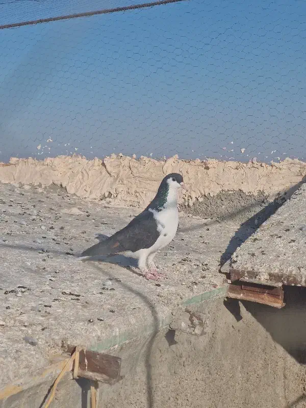 نر ساده سیاه|پرنده|تربتحیدریه, پائین ولایت|دیوار