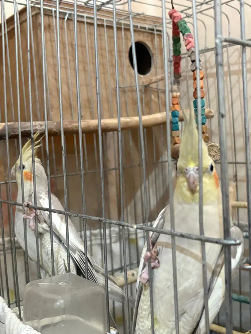 ۶ عدد پرنده|پرنده|محمدشهر, همایون ویلا|دیوار