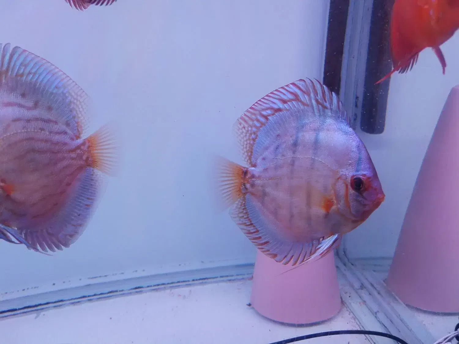 ماهی دیسکس  گرید خوب|ماهی|مشهد, بلال|دیوار