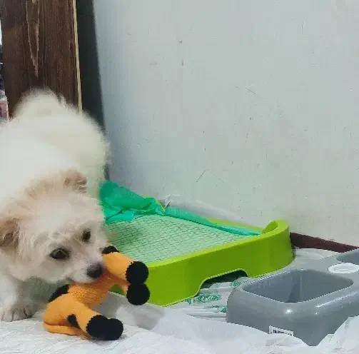 سگ پامر|سگ|ماکو, |دیوار