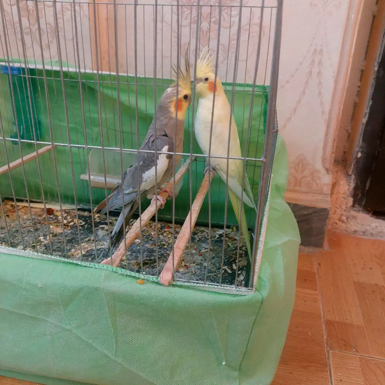 عروس هلندی|پرنده|فردیس, شهرک ارم|دیوار