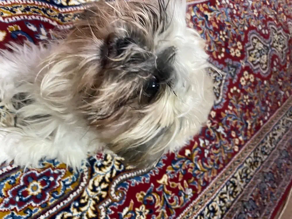 سگ شیتزو|سگ|مسجد سلیمان, |دیوار