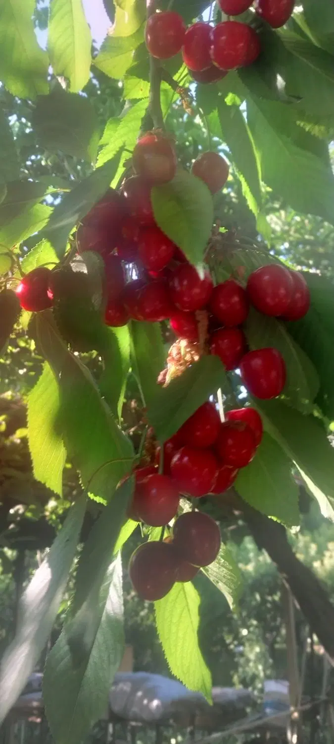 گیلاس|خوردنی و آشامیدنی|آوج, |دیوار