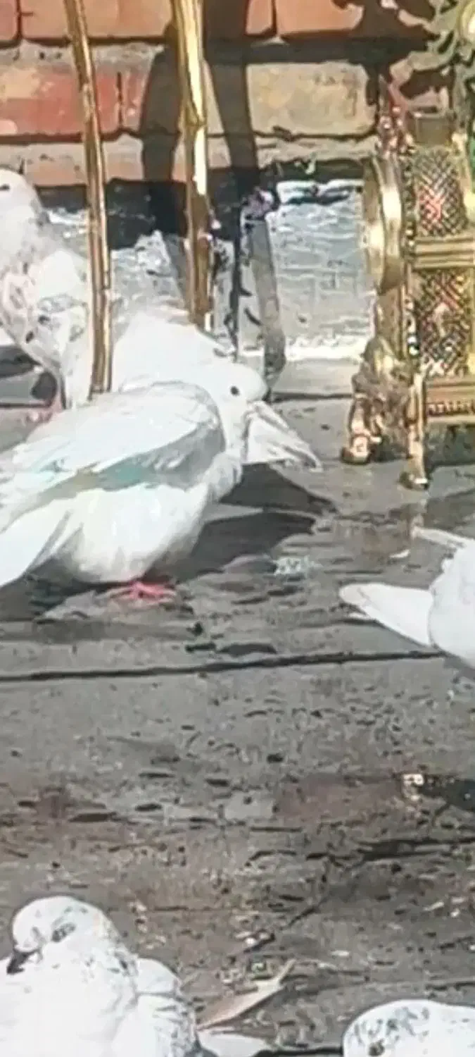 کبوتر رفتنی|پرنده|ارومیه, |دیوار