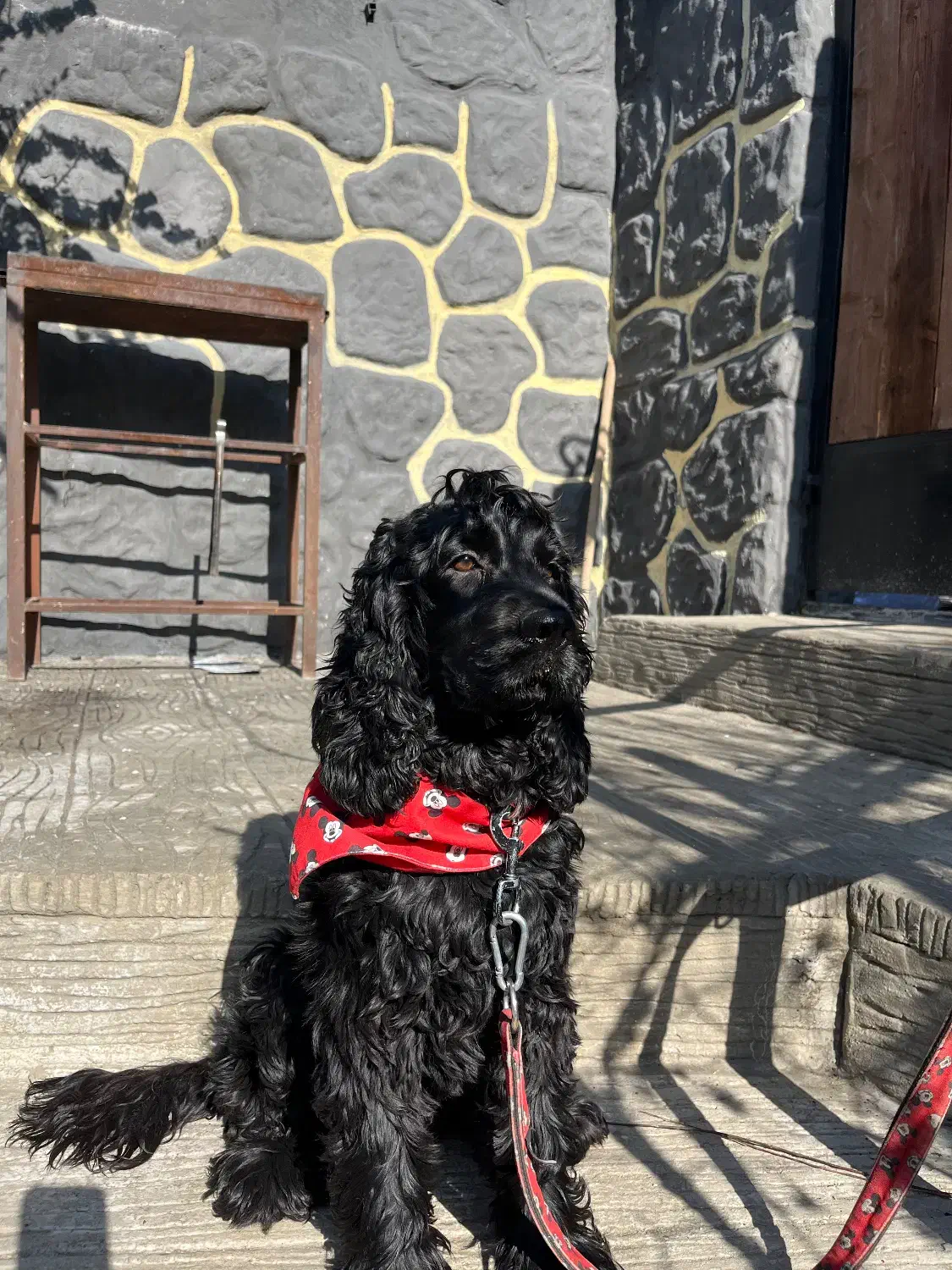 گمشده|حیوانات|هشتگرد, تهران دشت|دیوار