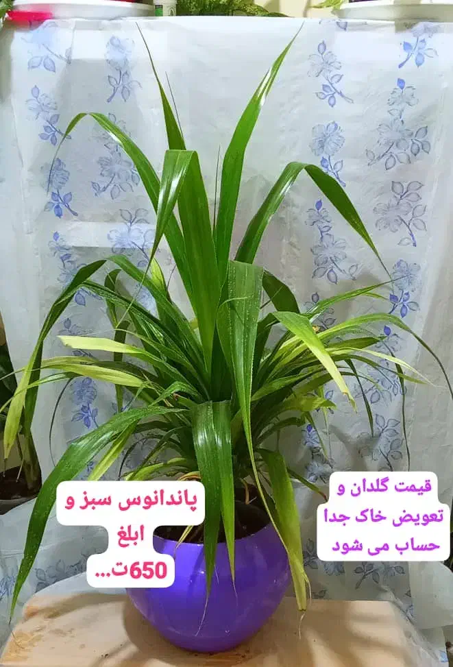 گل وگیاه|گل و گیاه طبیعی|رامهرمز, |دیوار