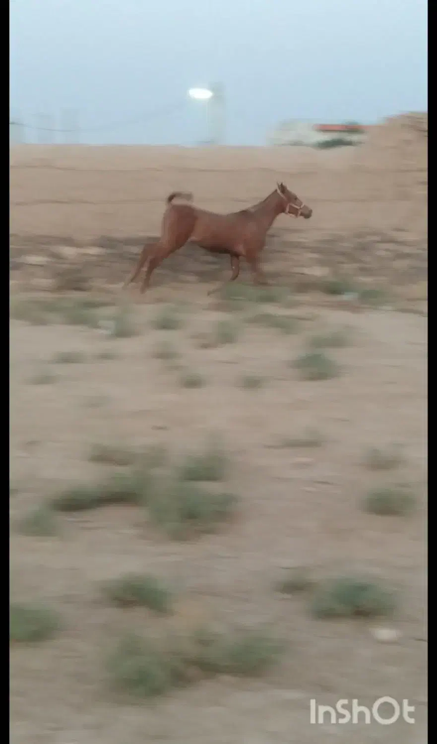 کره مادیون|اسب و تجهیزات اسب‌سواری|معصومیه, |دیوار