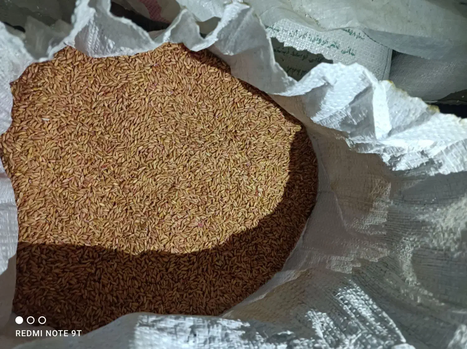 فروش گندم برای بذر|عمدهفروشی|تیکمه داش, |دیوار