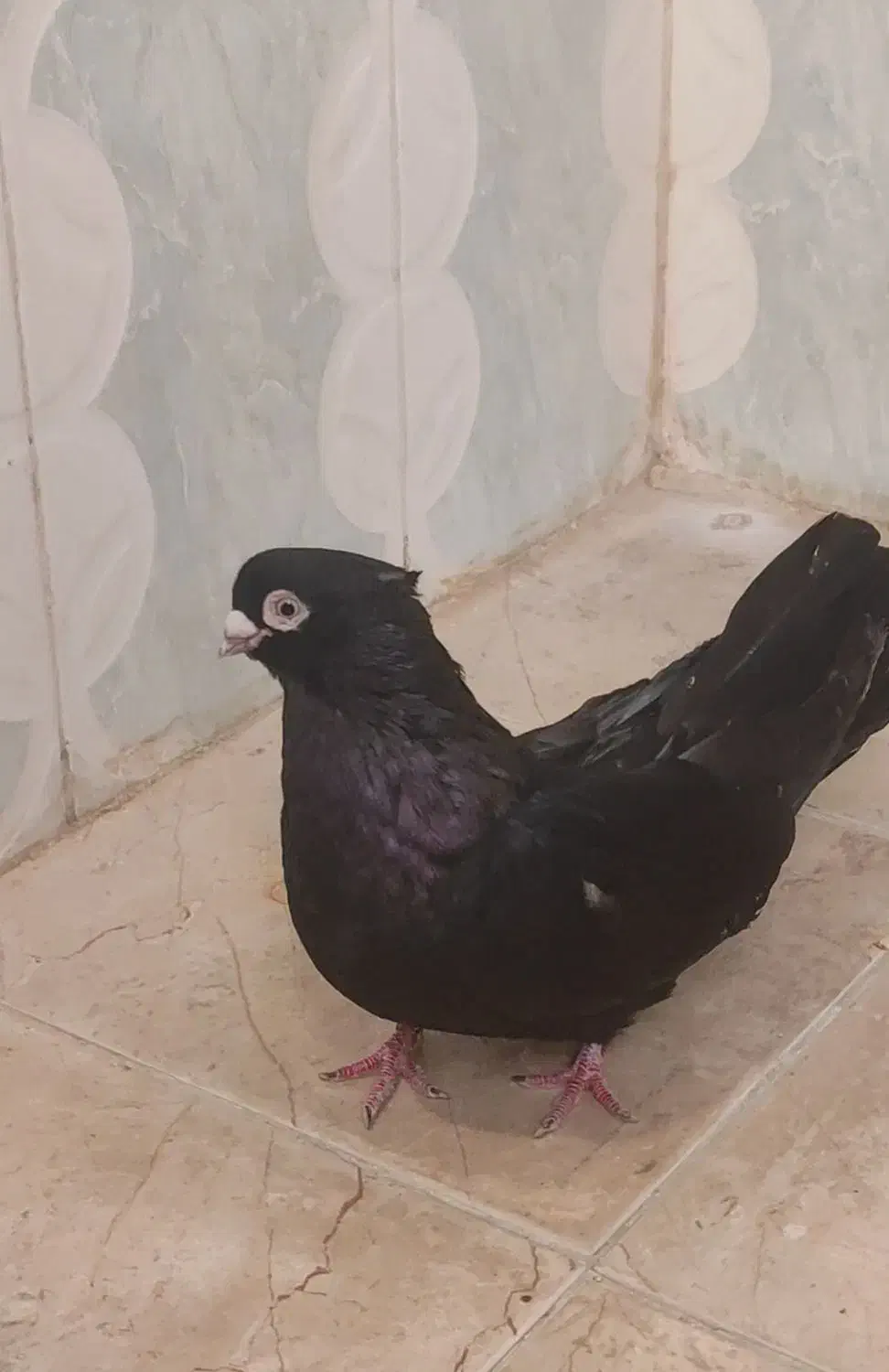 صرب|پرنده|امیدیه, |دیوار