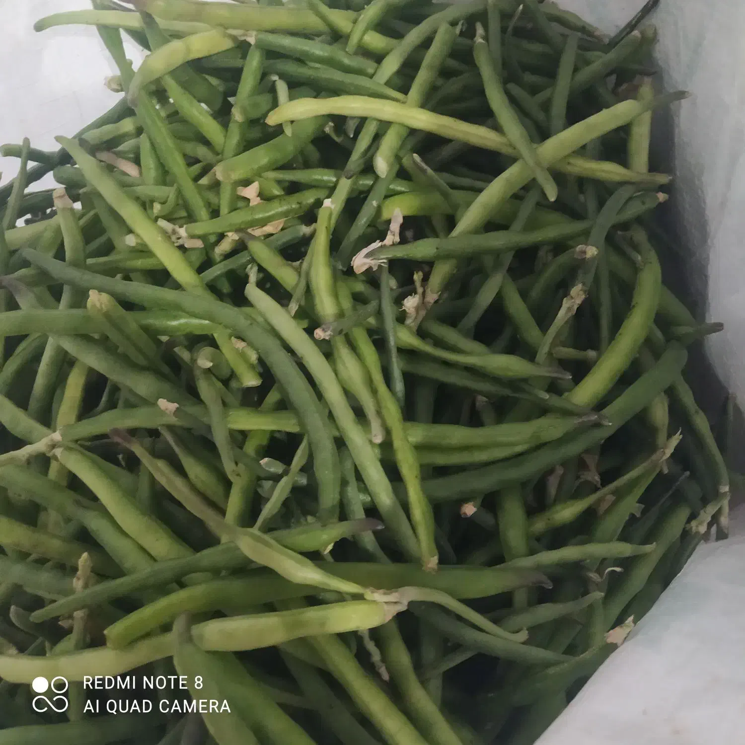 لوبیا چشم بلبلی|خوردنی و آشامیدنی|اندیمشک, |دیوار