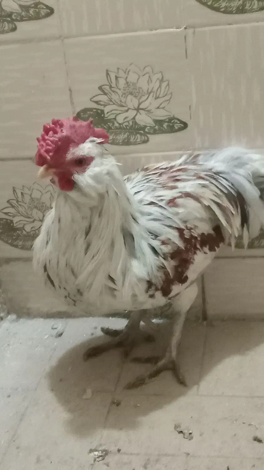 خروس|حیوانات مزرعه|خمینی‌شهر, |دیوار