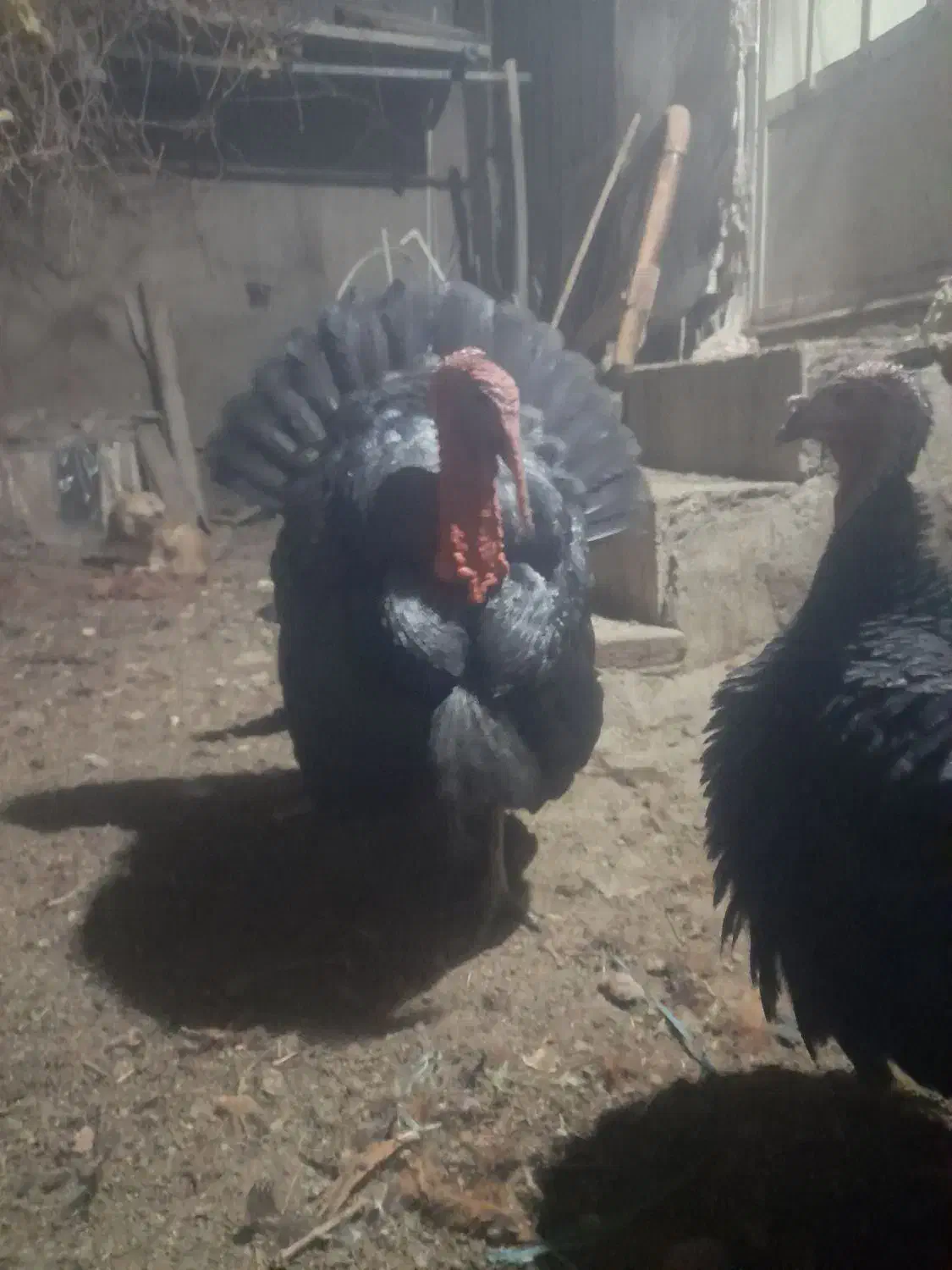 بوقلمون نروماده|حیوانات مزرعه|ملایر, |دیوار