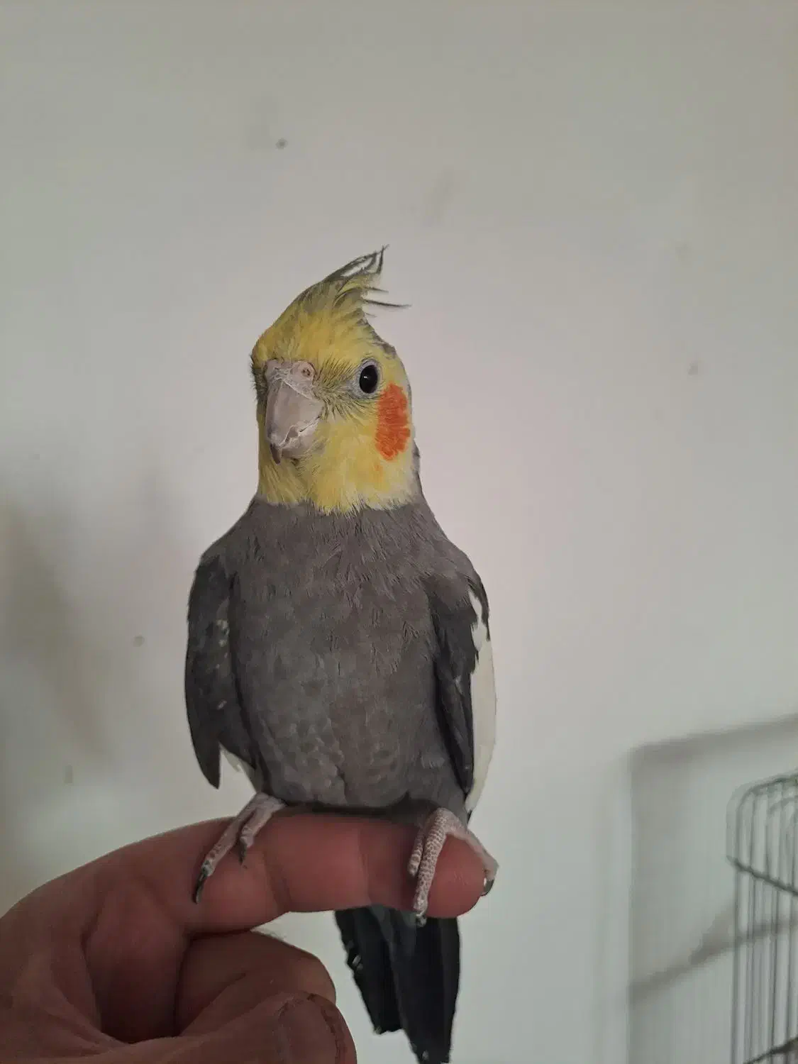 عروس هلندی|پرنده|شیراز, صاحب الزمان|دیوار