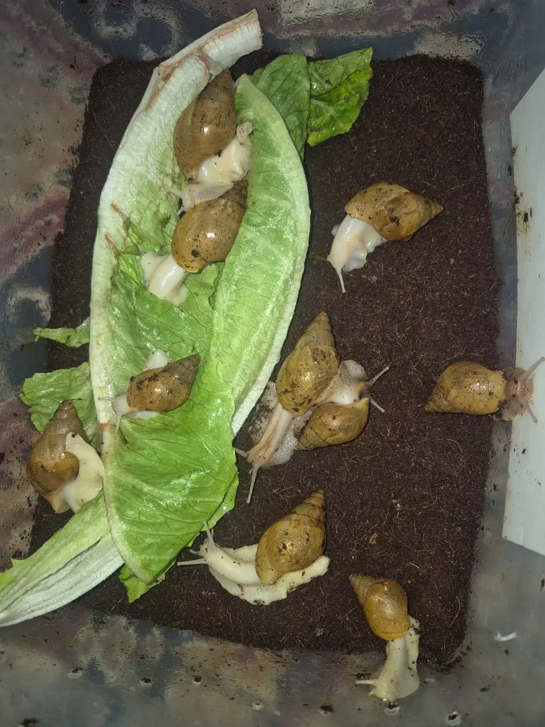 حلزون|خزنده|زرند, |دیوار