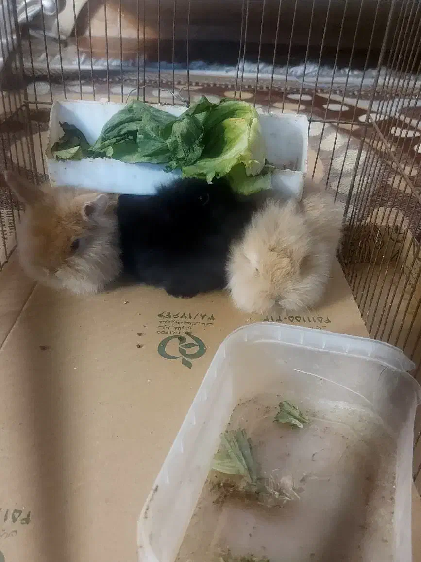 بچه خرگوش لپ|موش و خرگوش|اصفهان, ارداجی|دیوار