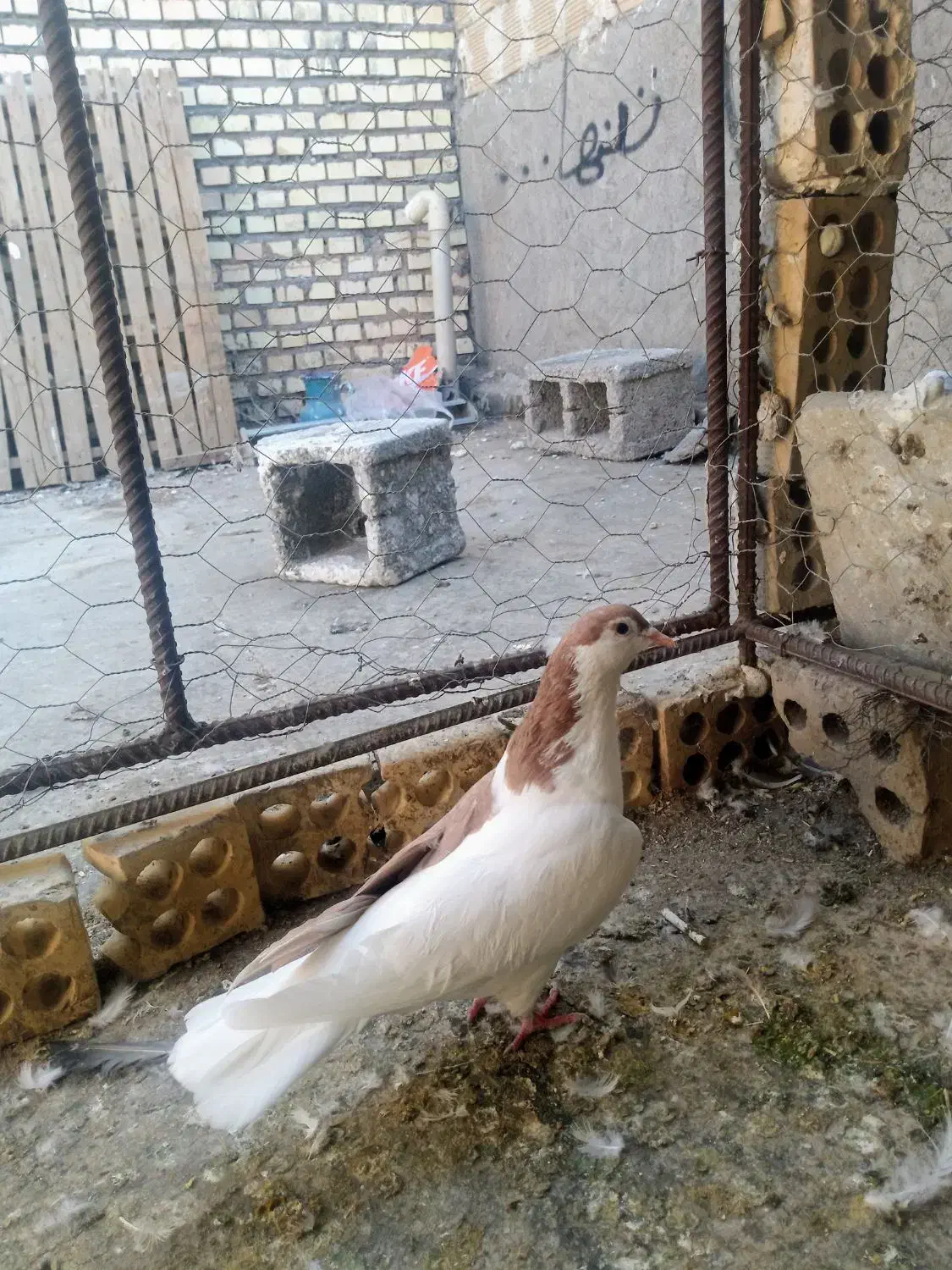 چپ زرد ماده|پرنده|شوشتر, |دیوار