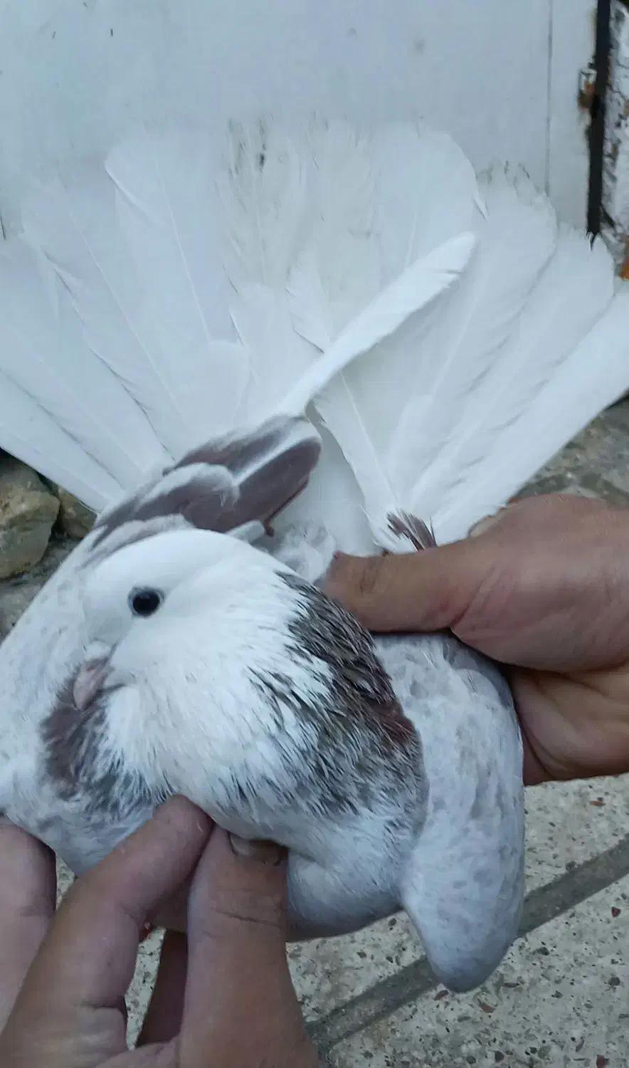 شازده ناب|پرنده|کوهدشت, |دیوار