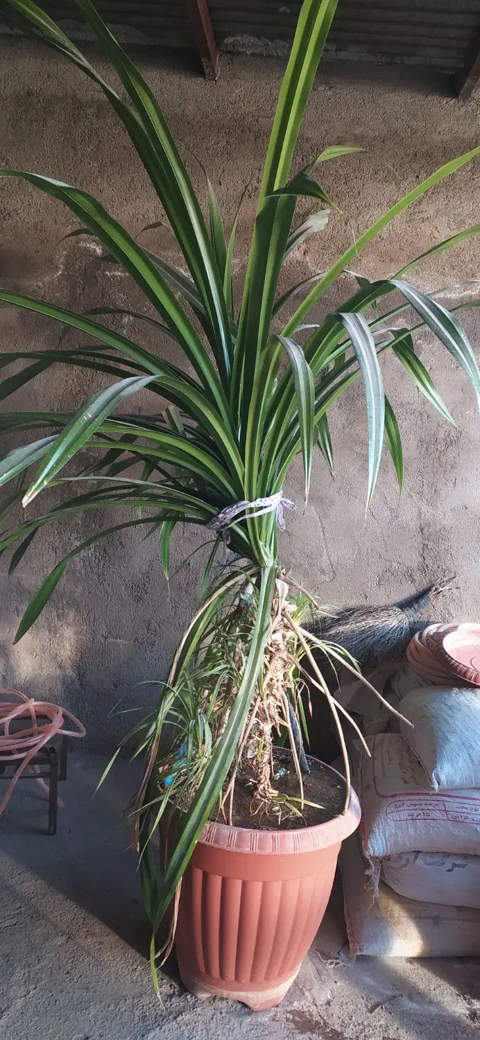 گل بزرگ برای ساختمان های ویلایی|گل و گیاه طبیعی|خرمدره, |دیوار