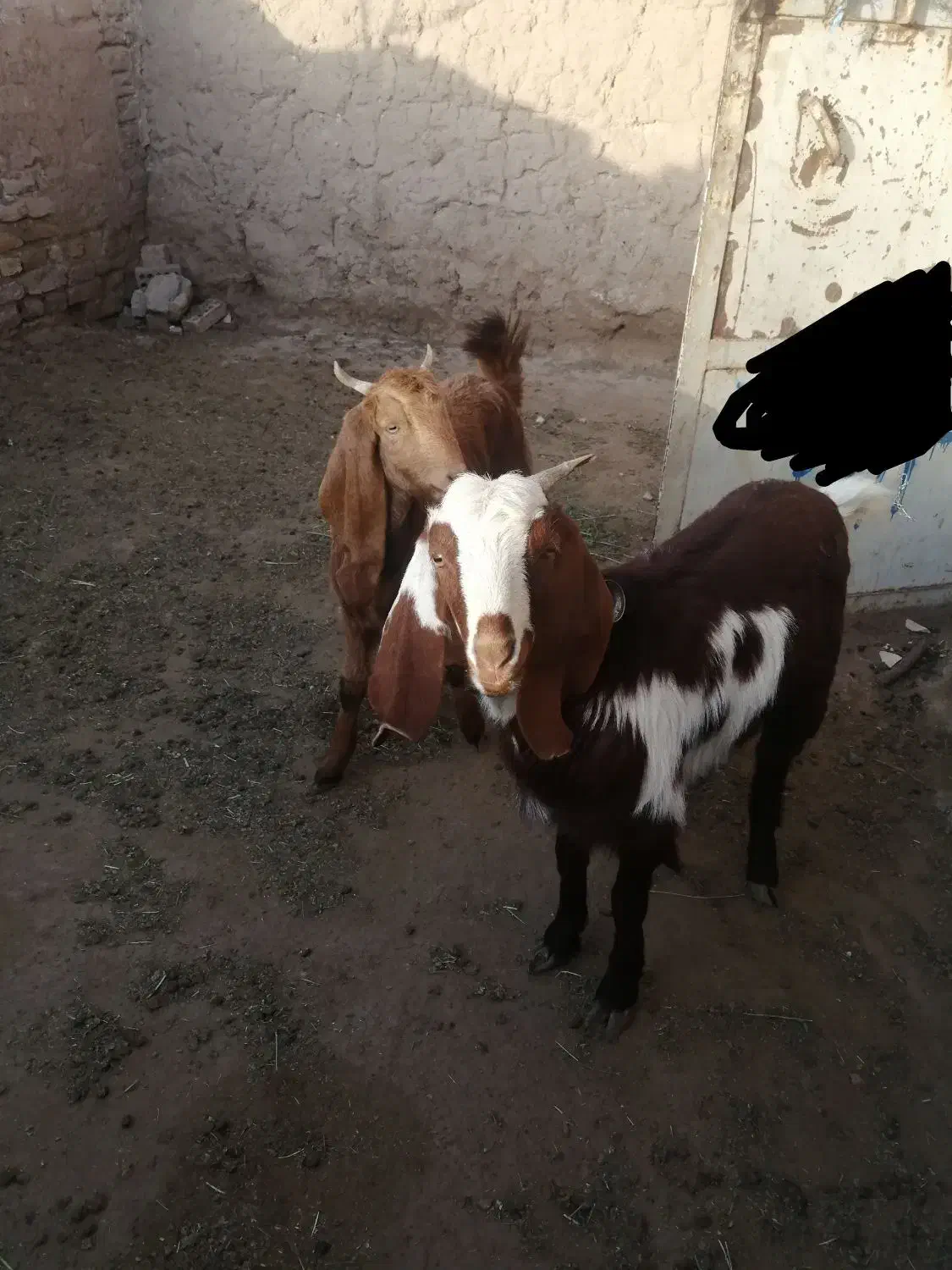 فروشی|حیوانات مزرعه|نیشابور, دربقاضی|دیوار