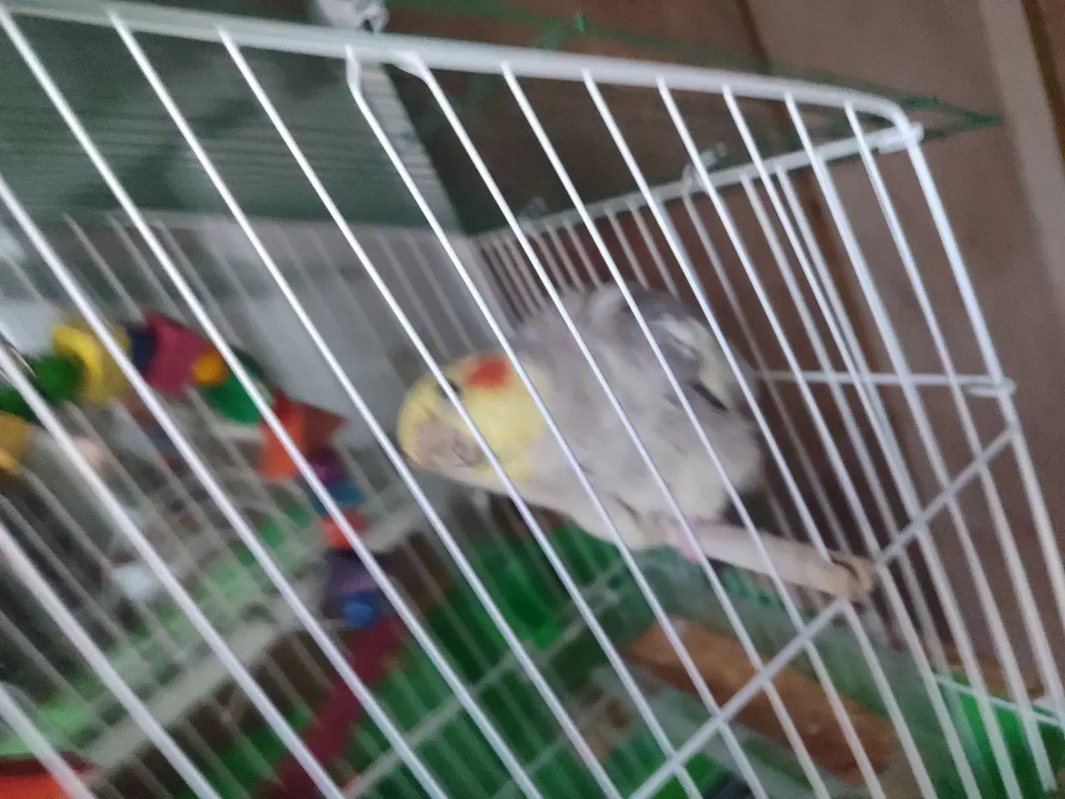 عروس‌هلندی|پرنده|تاکستان, |دیوار