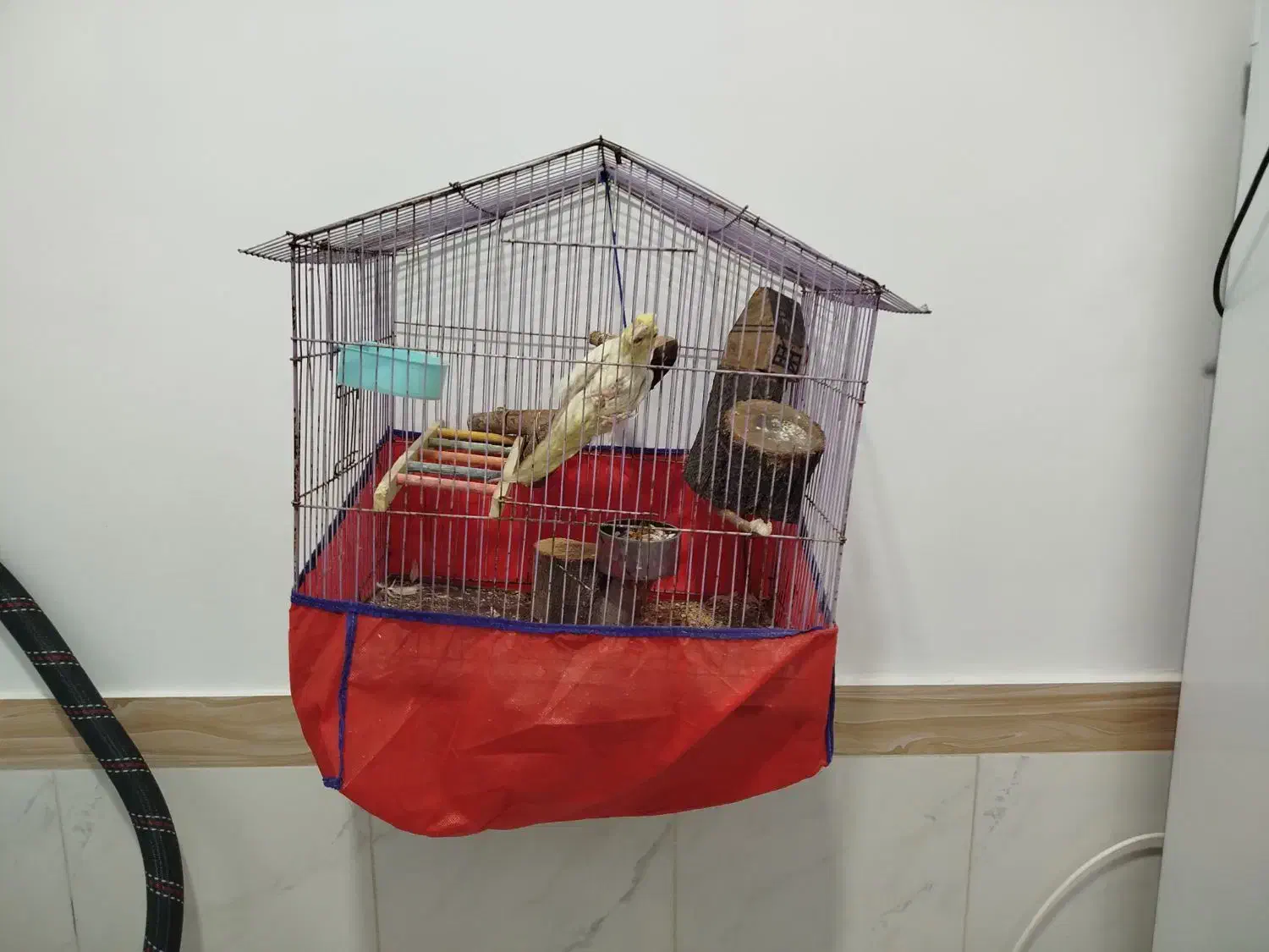 عروس هلندی|پرنده|کرمانشاه, |دیوار