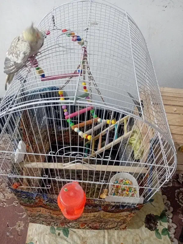 یه جفت عروس هلندی|پرنده|پاکدشت, پاکدشت (مامازند)|دیوار