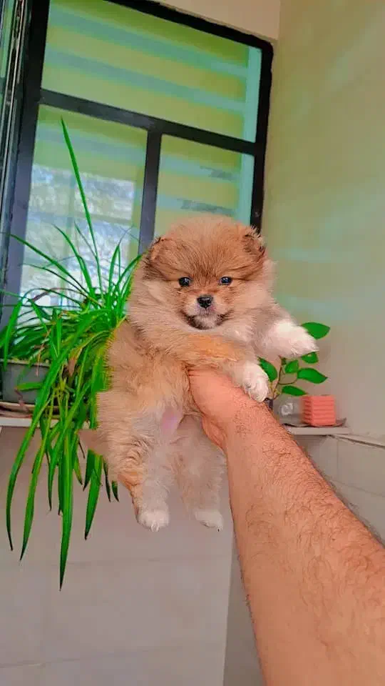 سگ خرسی|سگ|کرج, گلشهر|دیوار