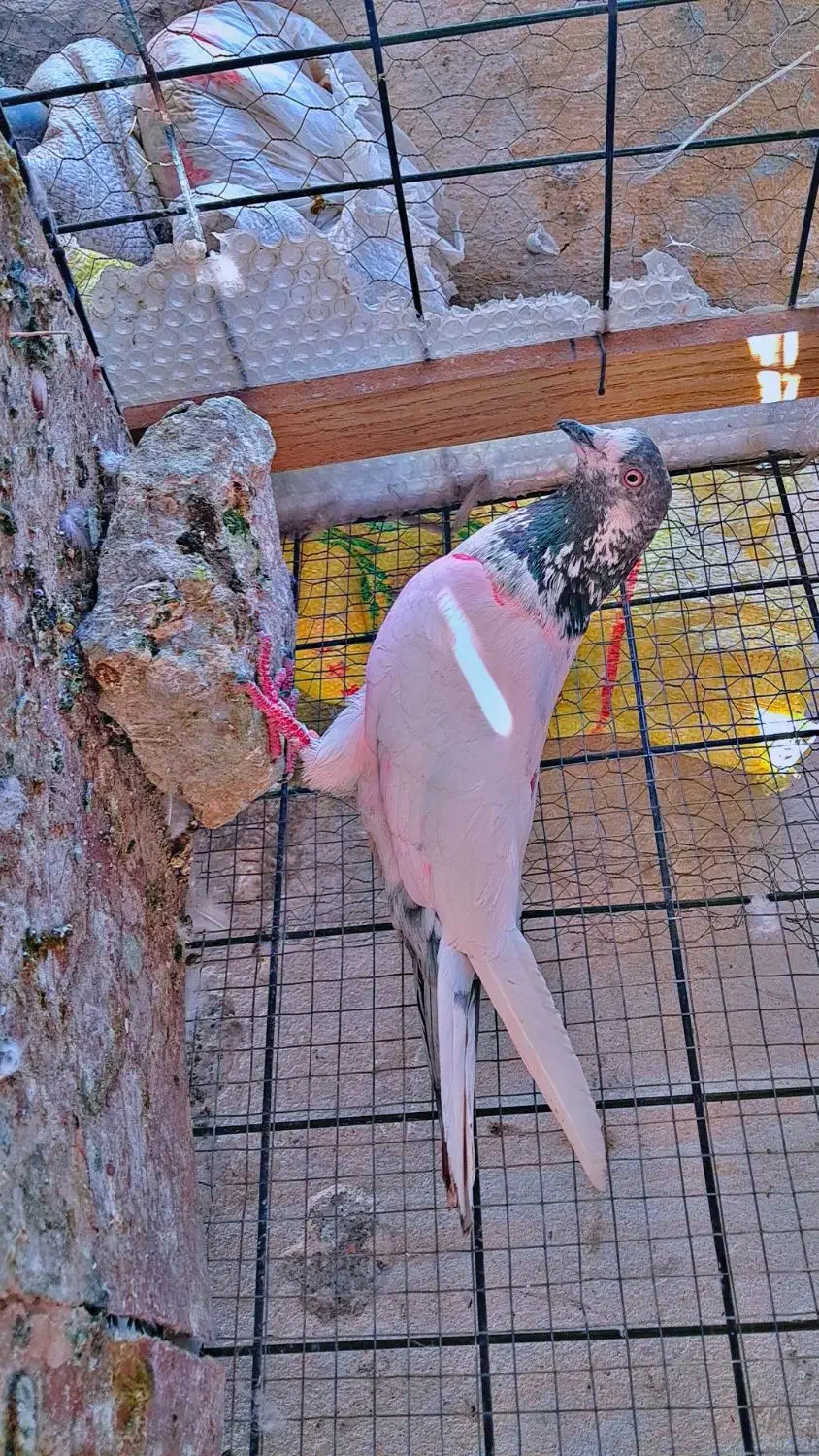 گمشده|پرنده|اصفهان, کساره|دیوار