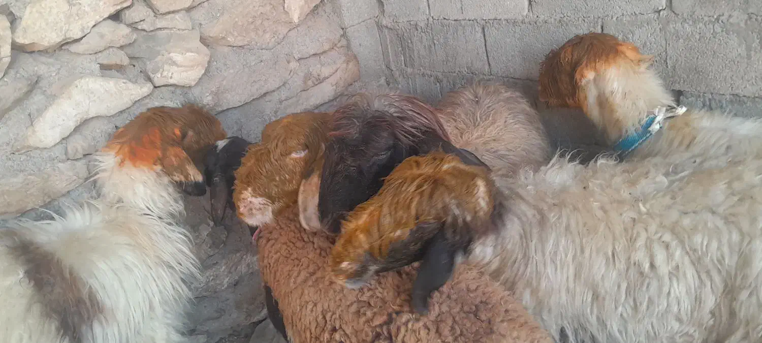 میش|حیوانات مزرعه|مسجد سلیمان, |دیوار