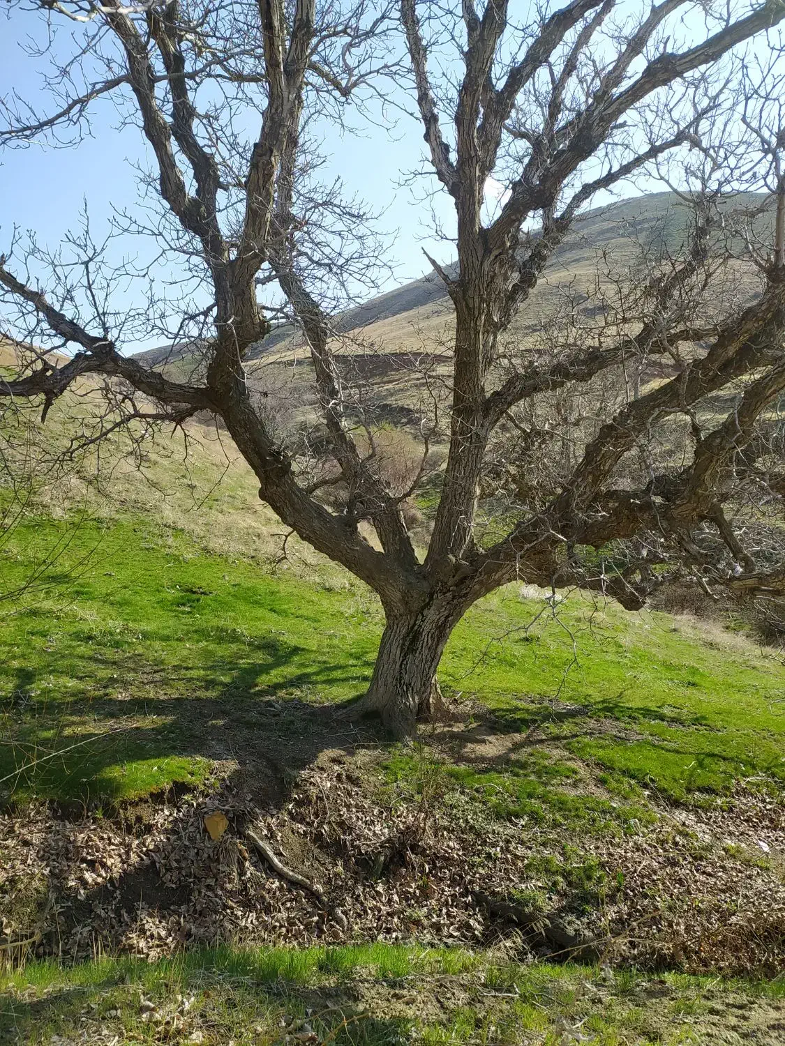 خرید و فروش و بریدن انواع درخت|خدمات باغبانی و درختکاری|سنندج, |دیوار