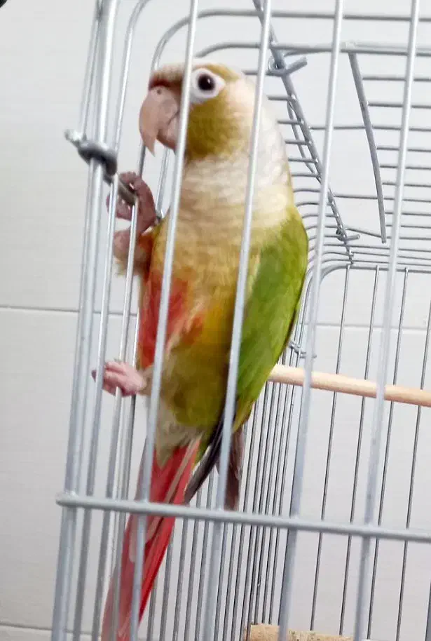 طوطی گرینچیک دستی|پرنده|تاکستان, |دیوار