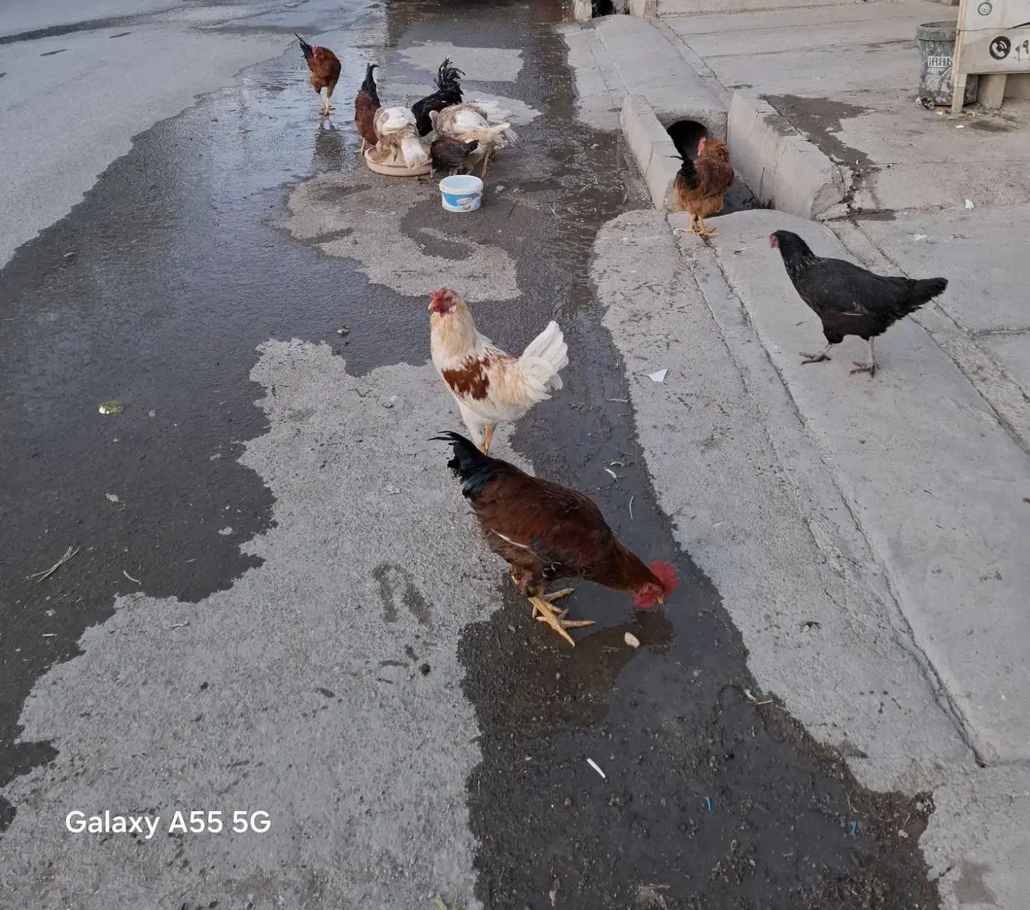 خروس محلی|حیوانات مزرعه|صحنه, |دیوار