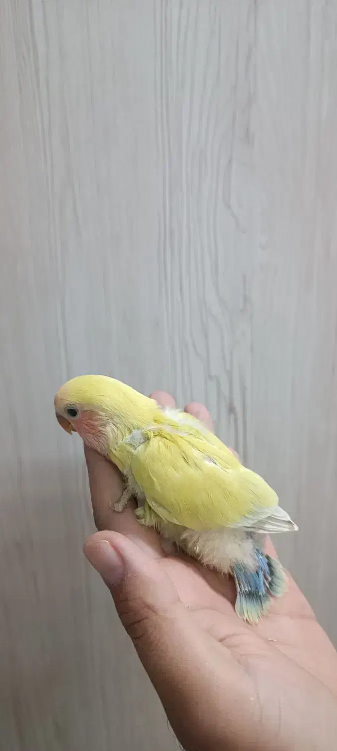 طوطی برزیلی سرلاکی زرد|پرنده|دزفول, |دیوار