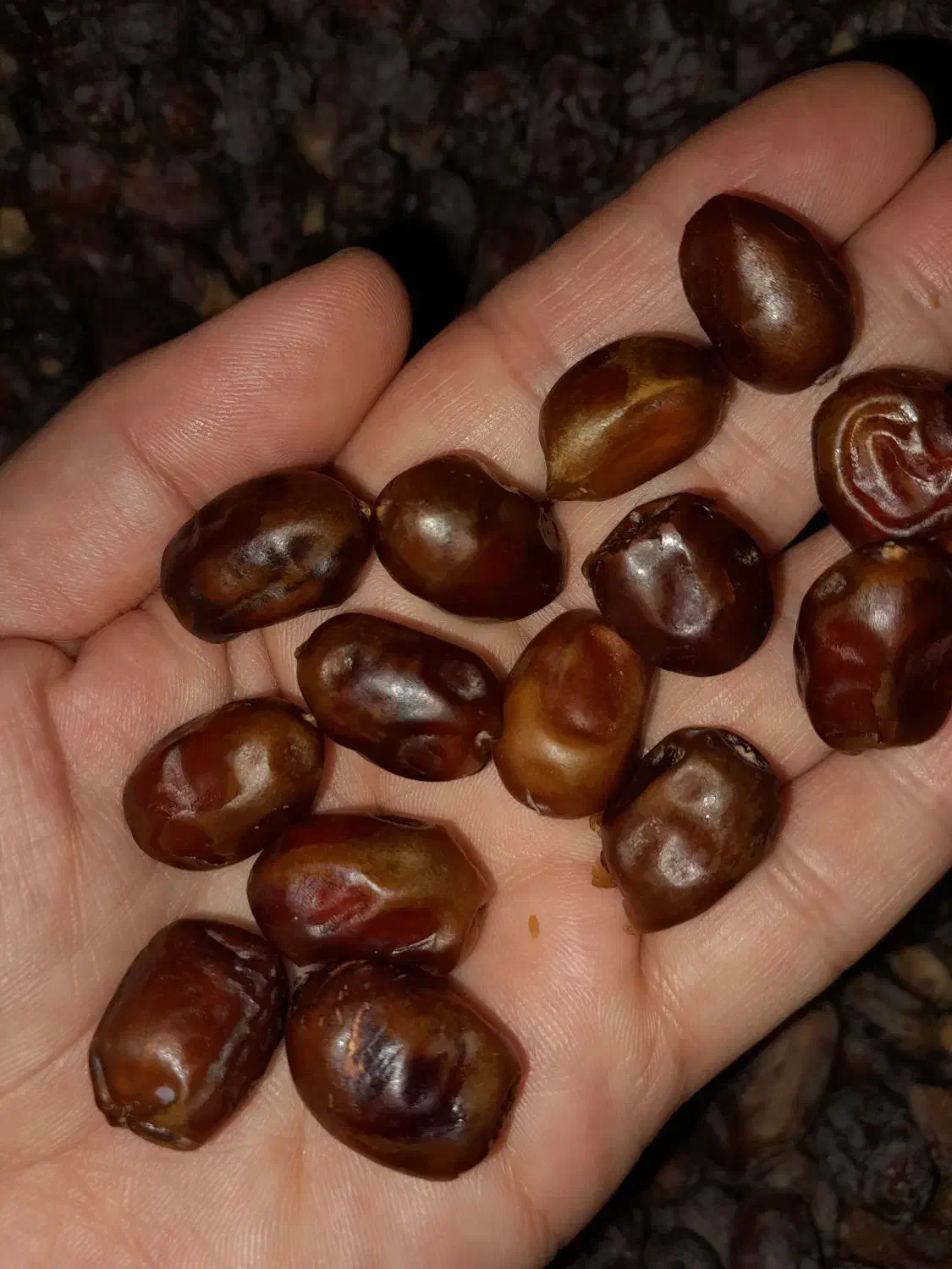 نقلی خشک آجیلی|حراج|شادگان, |دیوار