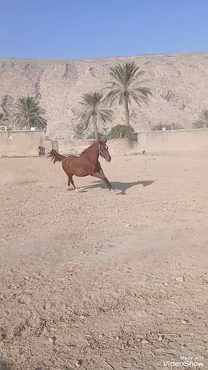 مادیون کرند سر دم گیر|اسب و تجهیزات اسب‌سواری|کازرون, |دیوار