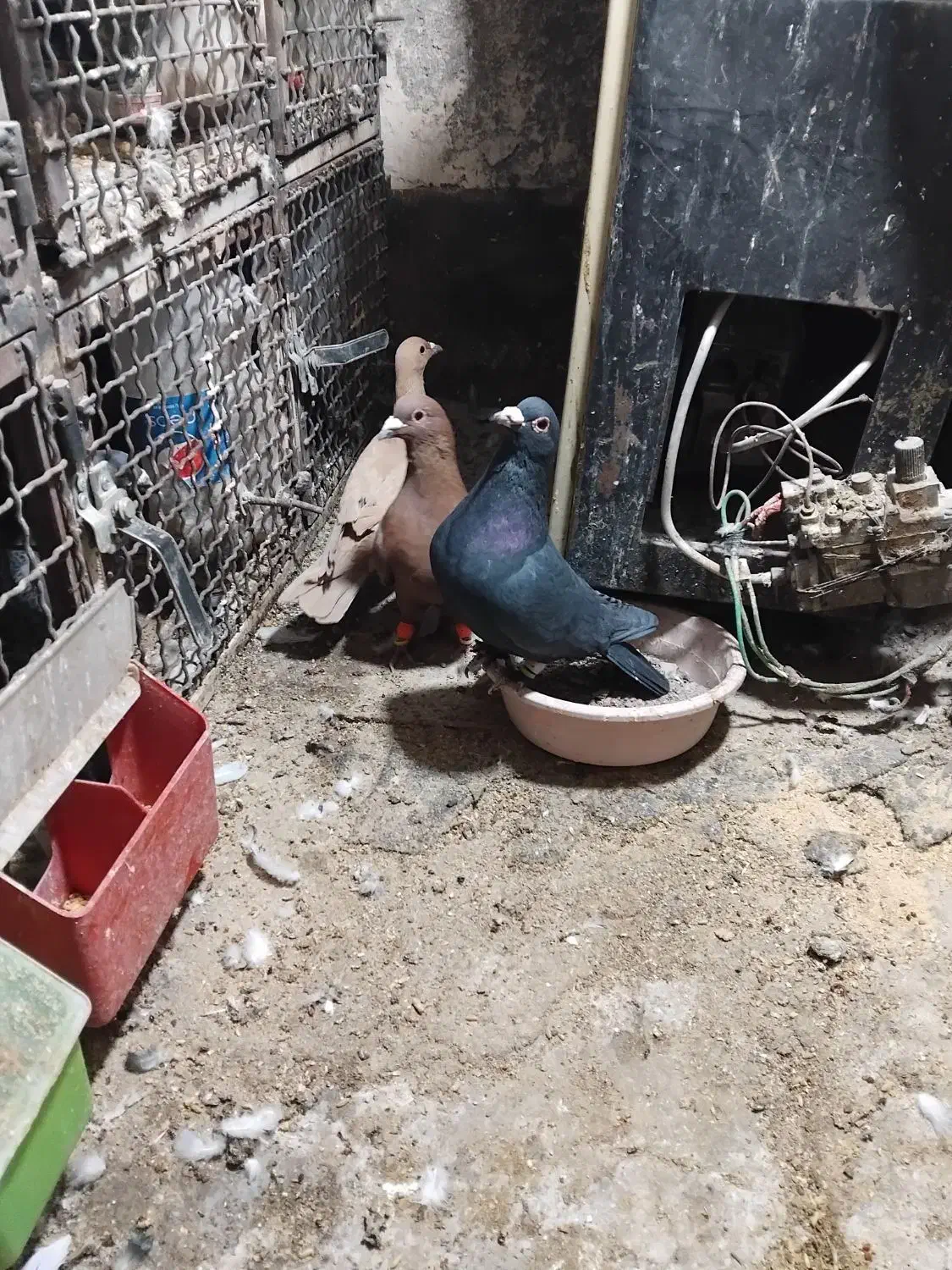 کبوتر المانی کرمونی|پرنده|مشهد, سجادیه|دیوار