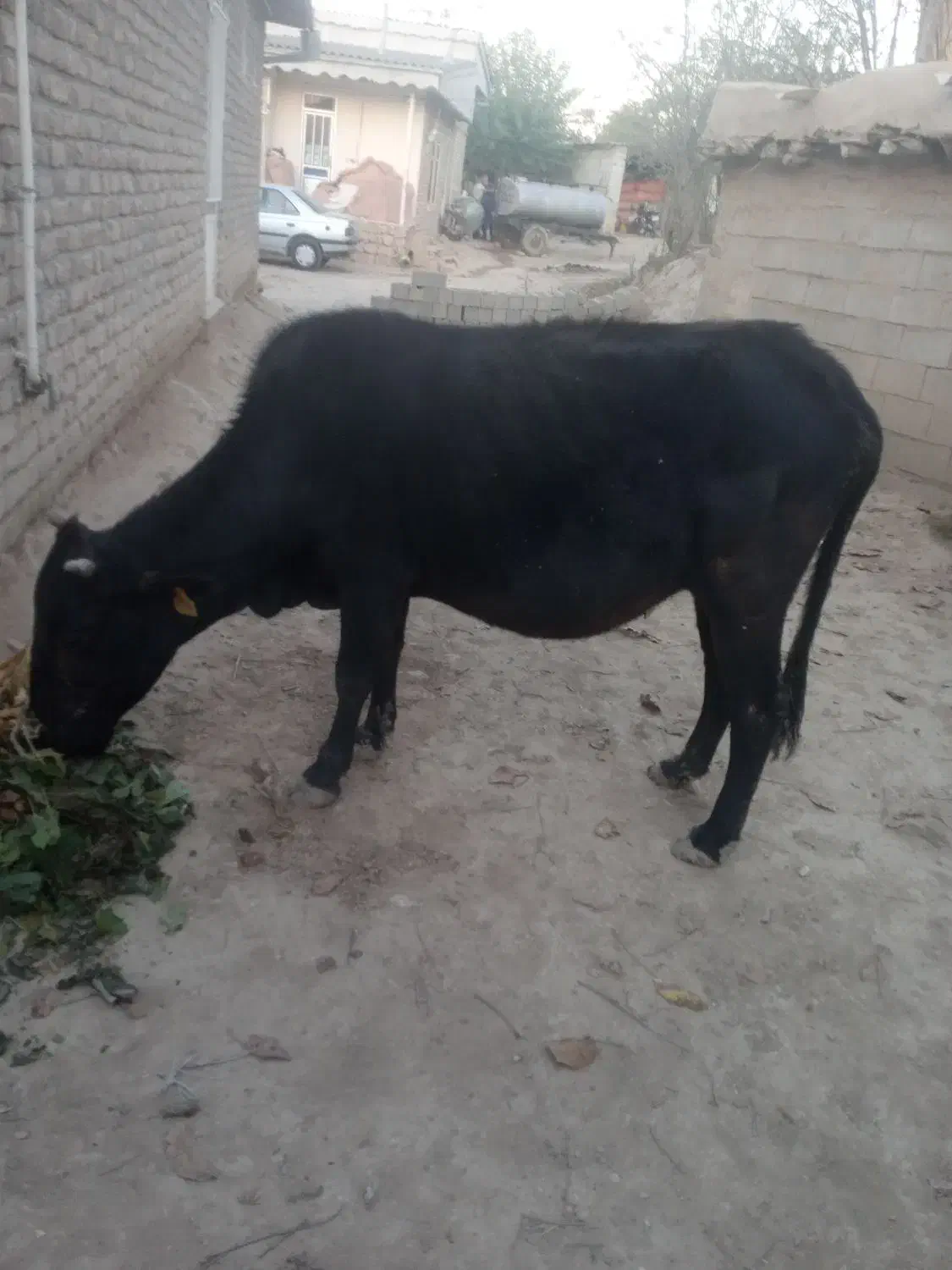 گاو|حیوانات مزرعه|فراغی, |دیوار