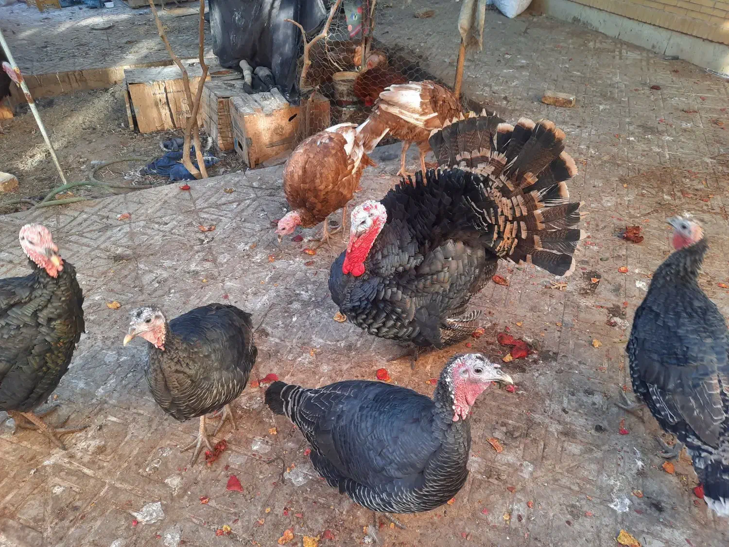 بوقلمون خانگی و ارگانیک|حیوانات مزرعه|یزد, |دیوار