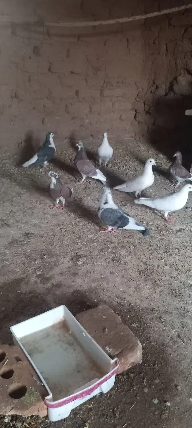 ۱۰کبوتر فروشی|پرنده|خوسف, |دیوار