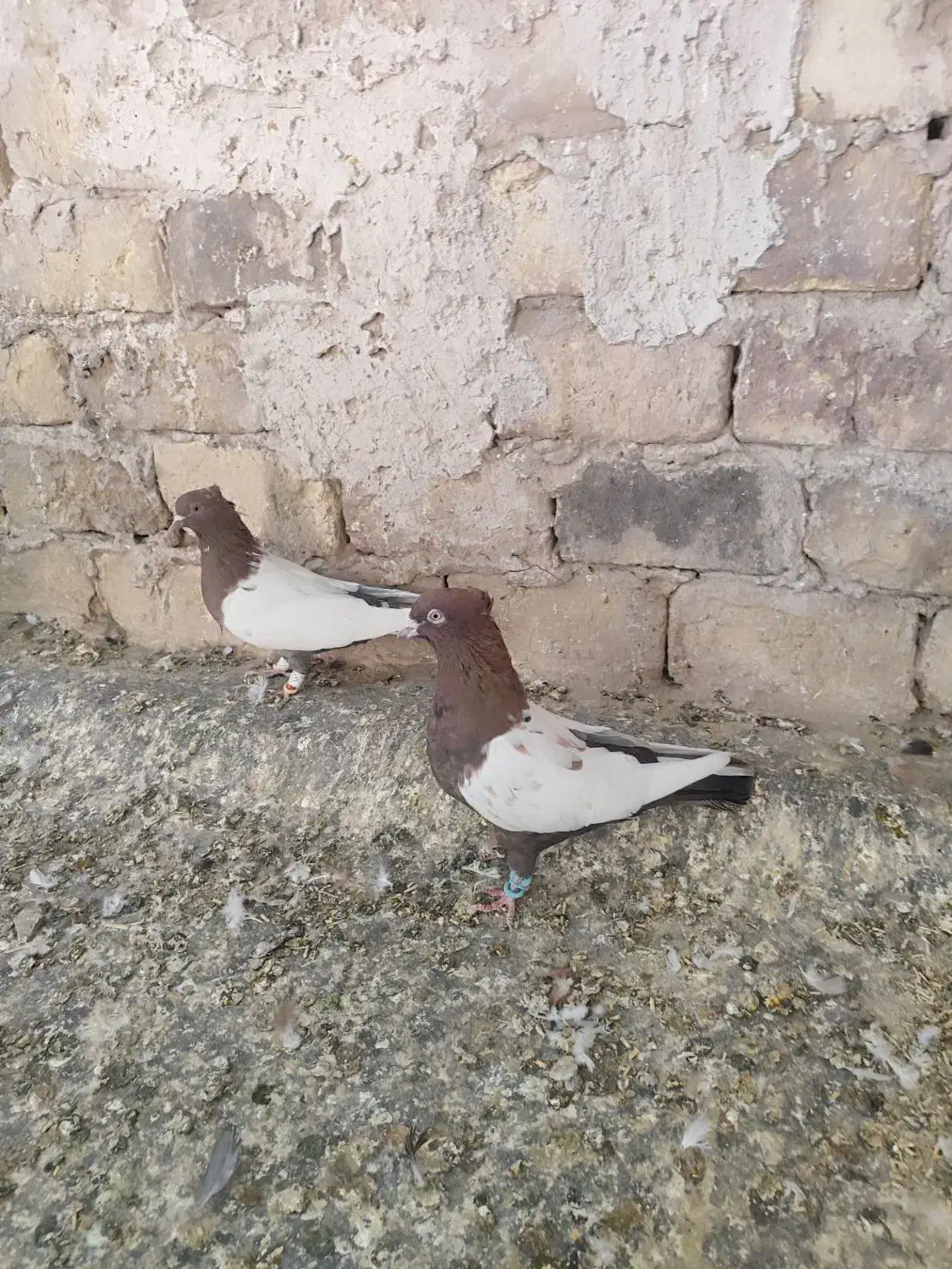 کبوتر رنگی به شرط پرش وجفت|پرنده|تاکستان, |دیوار