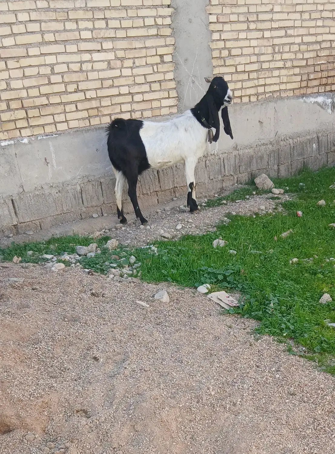 بز افغانی اصلی|حیوانات مزرعه|دزفول, |دیوار