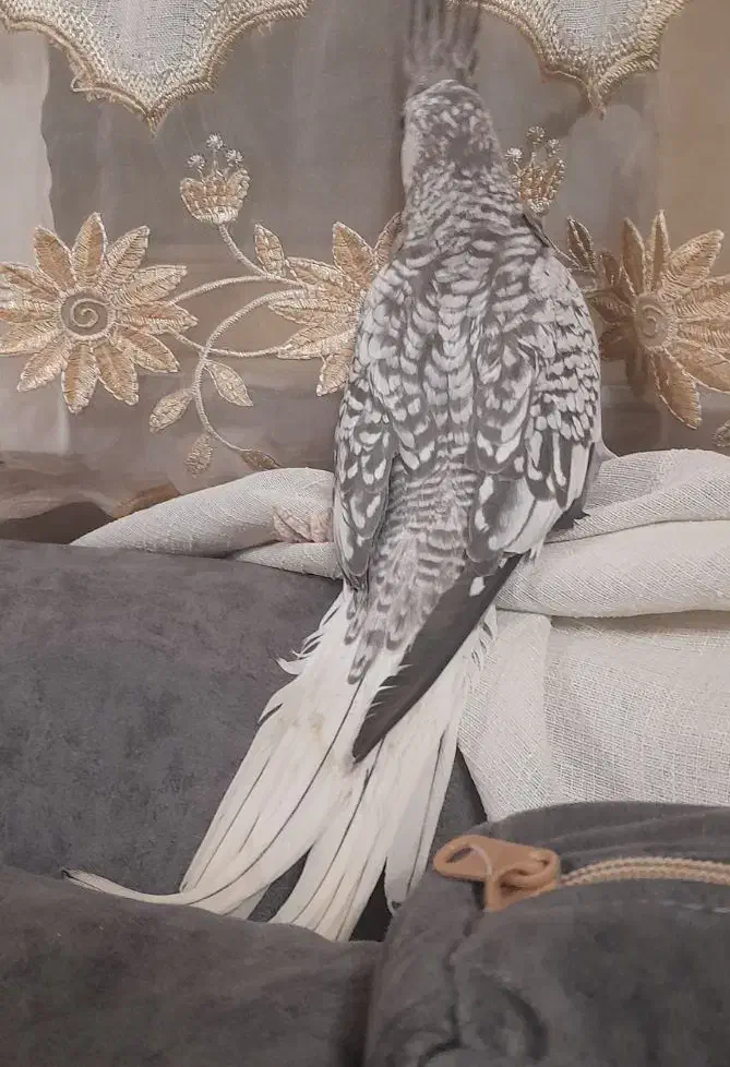 عروس ایزابلا|پرنده|بجنورد, |دیوار