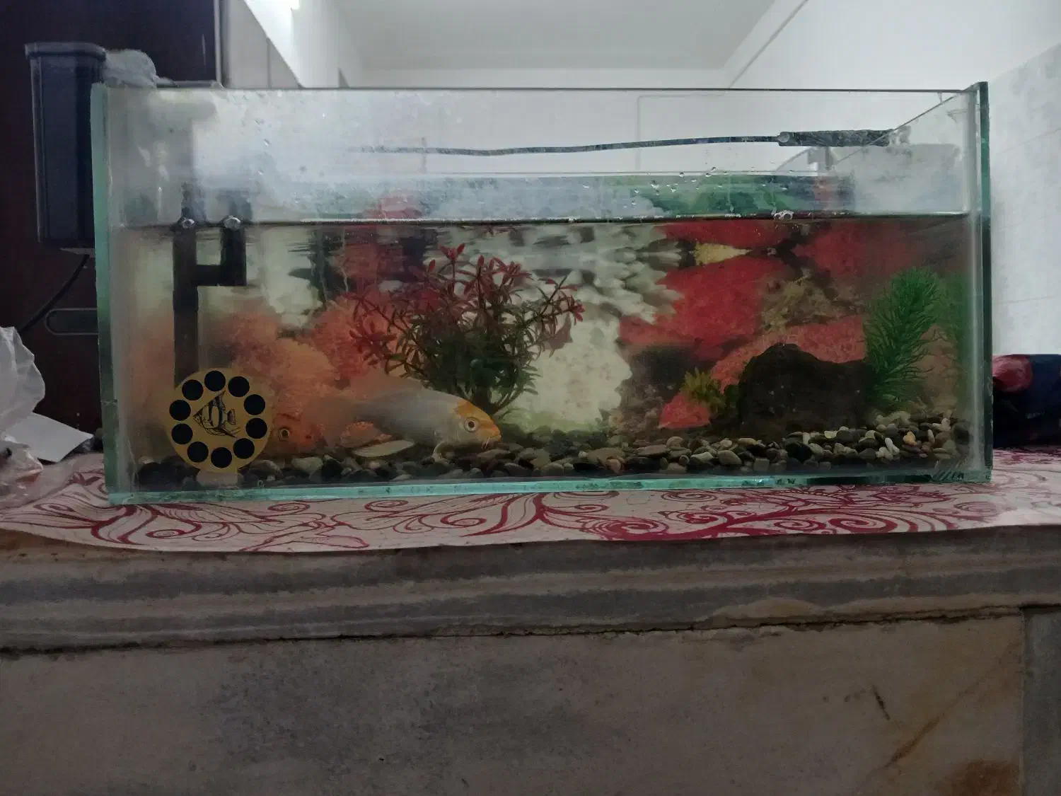 اکواریم کامل با ماهی ودستگاه|ماهی|میبد, |دیوار